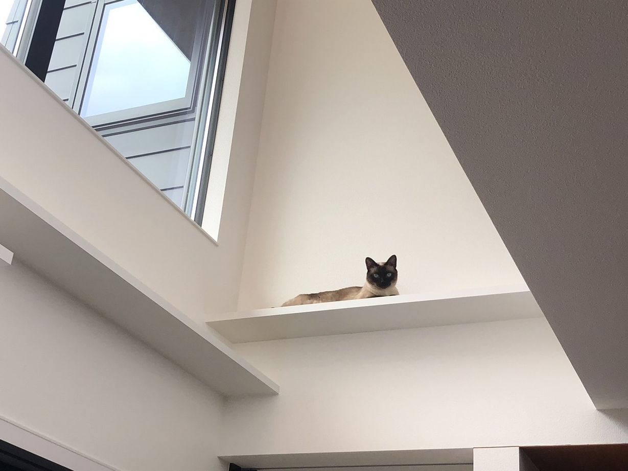 キャットウォーク
